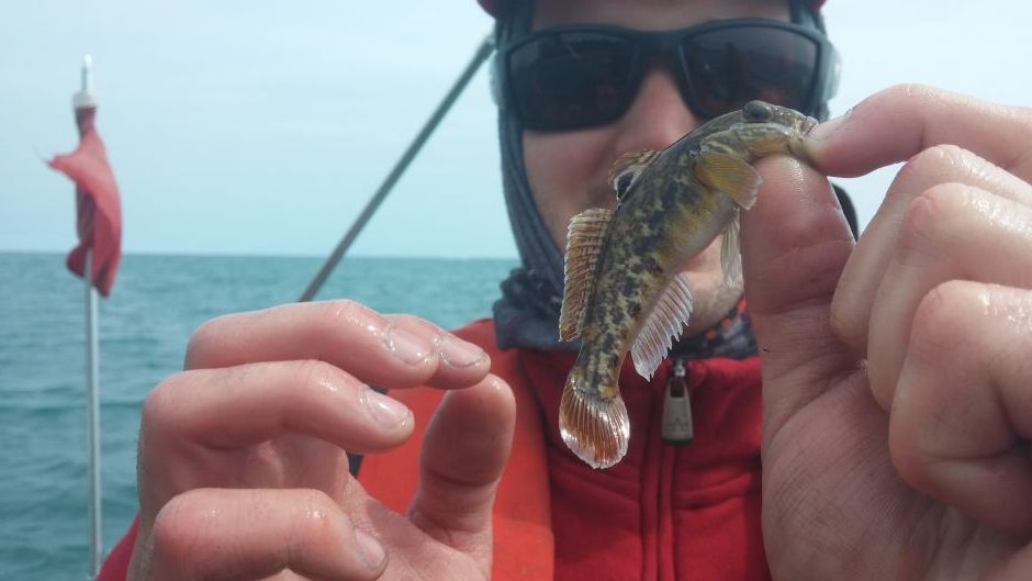 FishSens Magazine  Great Lake Predators Have Round Gobies Under