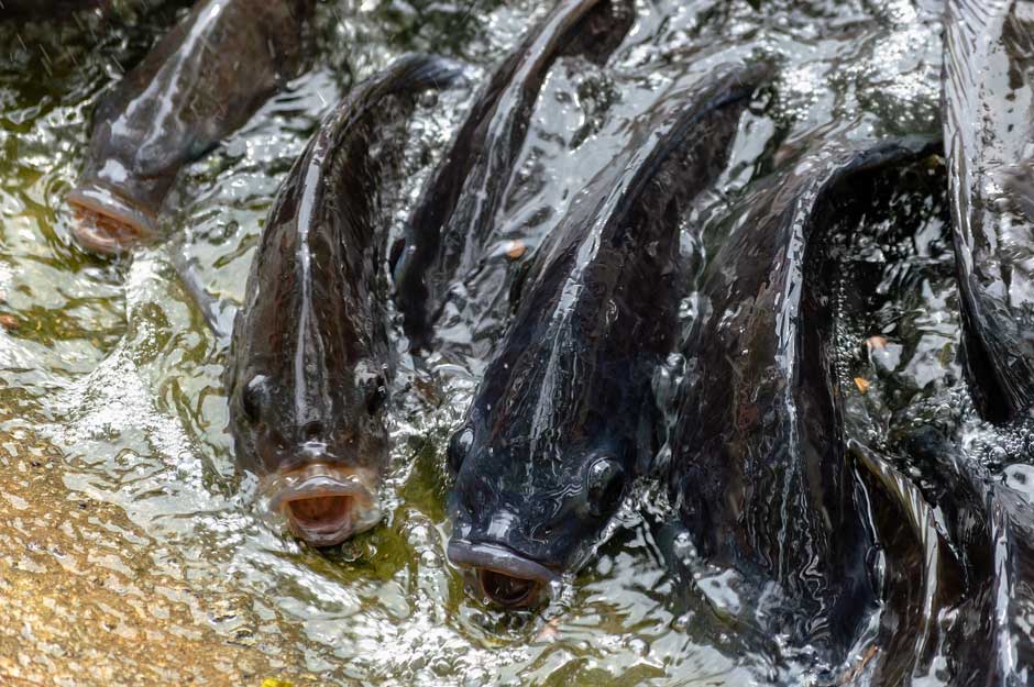 FishSens Magazine How Do Fish Respond To Low Dissolved Oxygen 