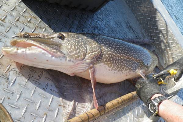 FishSens Magazine | Balancing Northern Pike and Westslope Cutthroat ...