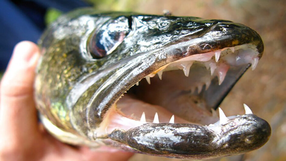 Close-up of the sharp teeth of a walleye held by a staff member of the Grand Junction Fish and Wildlife Conservation Office.
