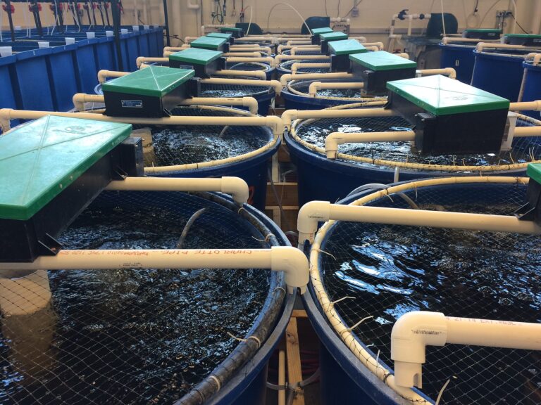 Fishsens Magazine Creating Sustainable Aquaculture Practices For The Future Fishsens Magazine