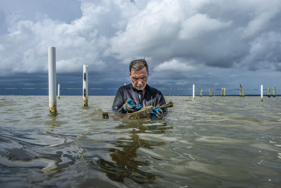 Auburn University School of Fisheries Associate Professor Dr. William “Bill” Walton looks at the oysters in their floating cages in Mobile Bay near Dauphin Island, Alabama.