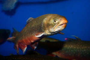 Arctic char in a tank. This species was the focus of a 2024 characterization study.