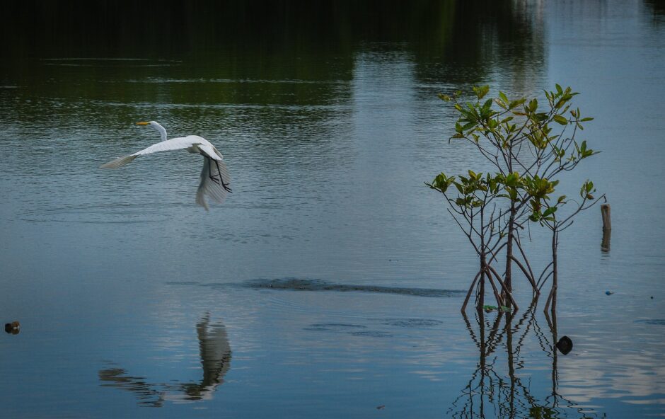 The Bangrin Mangrove Marine Protected Areas situated at Bani, Pangasinan, Philippines.