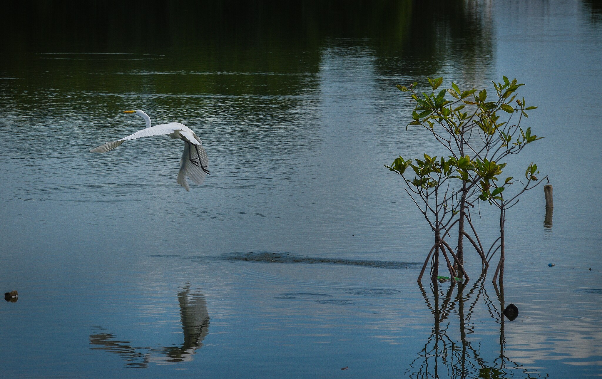 The Bangrin Mangrove Marine Protected Areas situated at Bani, Pangasinan, Philippines.