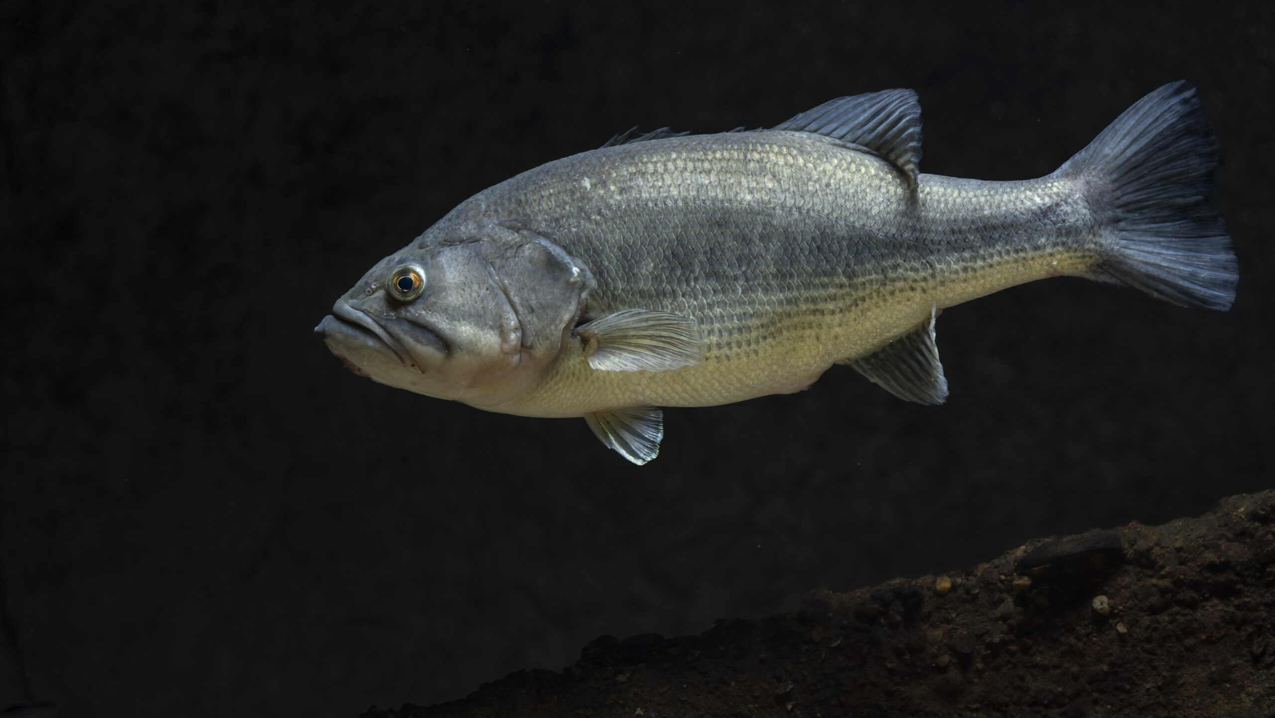 A Largemouth Bass (Micropterus salmoides), which is a commonly stocked predatory fish.